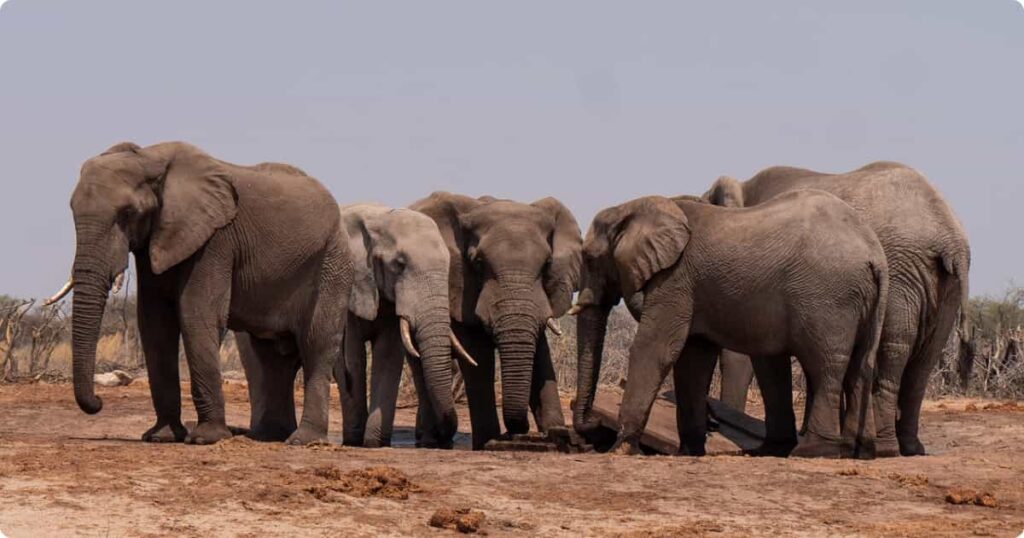 How Much Does an African Safari Actually Cost? Real Budget Guide Elephant walking across African savanna at golden hour — African safari cost guide