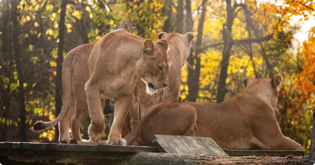 Lion resting in golden savanna grass at sunset — African safari destinations ranked guide