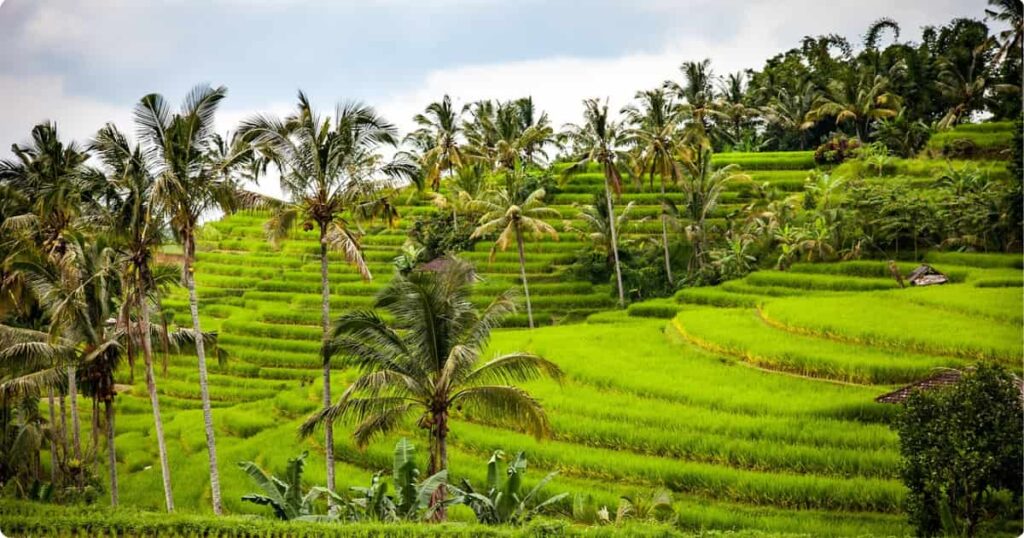 Lush green rice terraces in Ubud, Bali — ideal romantic destination for couples seeking nature and culture