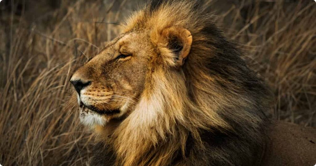 Male lion standing on open savanna at golden hour — best safari destinations in Africa ranked guide