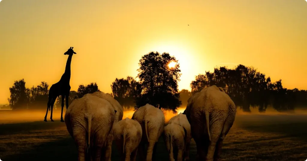 Golden hour over African savanna — best travel insurance for safari and adventure travel guide