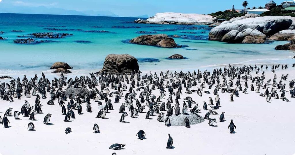Boulders Beach Penguins Cape Town: Complete Visitor Guide African penguins gathered on Boulders Beach among granite rocks, Cape Town, South Africa