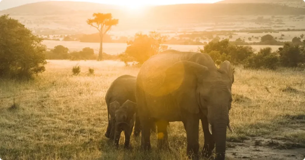 Elephant silhouetted against golden savanna horizon — global adventure travel guide for Africa, Asia & South Pacific