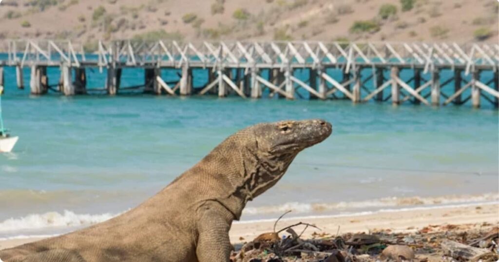 Komodo dragon in its natural habitat on Komodo Island, Indonesia — reachable on a day trip from Bali via Labuan Bajo