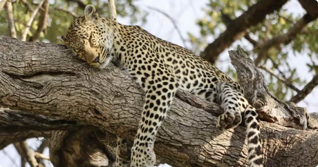 Wild leopard resting in a tree in Sabi Sands Game Reserve during golden hour, South Africa
