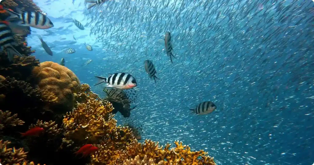 Aerial view of Ningaloo Reef in Western Australia, one of the world's top destinations for swimming with whale sharks
