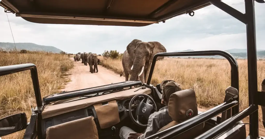 Open safari jeep on game drive through African bush — why safari travel insurance differs from standard travel cover