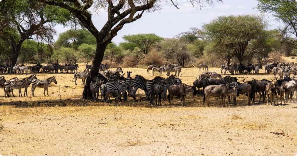 Wildebeest migration across the Serengeti plain, Tanzania — best safari in Africa for first-timers