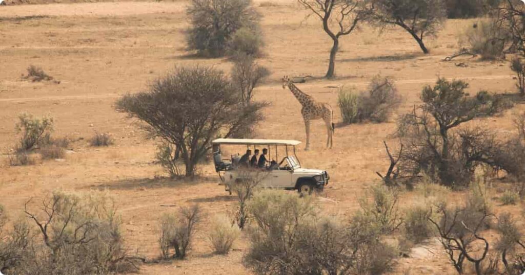 Open safari vehicle driving through African bush at dawn on a South Africa game drive experience