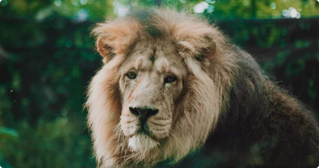 I Went on Safari in South Africa for 7 Days: Honest Trip Report Lion resting on open savanna at golden hour during a 7-day South Africa safari trip report
