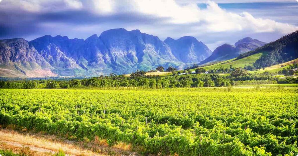 Golden vineyard rows stretching toward mountain peaks in the Cape Winelands near Stellenbosch, South Africa