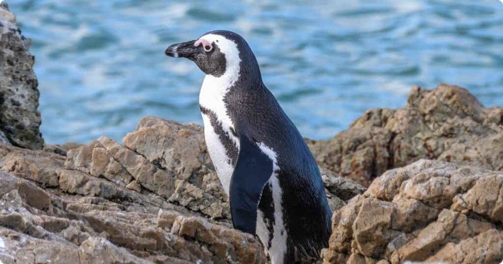Swimmer in calm sheltered water at Boulders Beach with African penguins nearby, Cape Town, South Africa