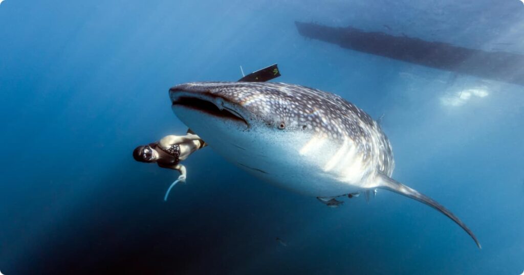 Snorkeler swimming alongside a whale shark in clear blue ocean water, aerial perspective