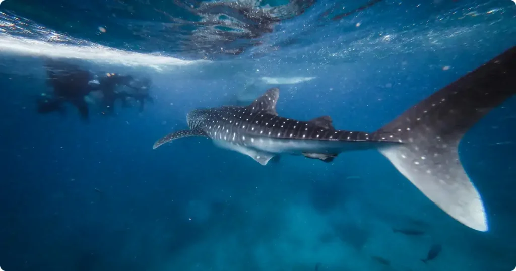 Whale shark swimming calmly in deep blue ocean with a snorkeler silhouette above, illustrating the safety of whale shark encounters