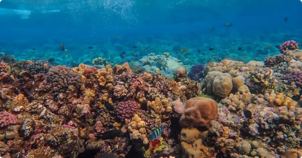 Best snorkeling gear for travel — mask fins and dry snorkel packed for a reef trip