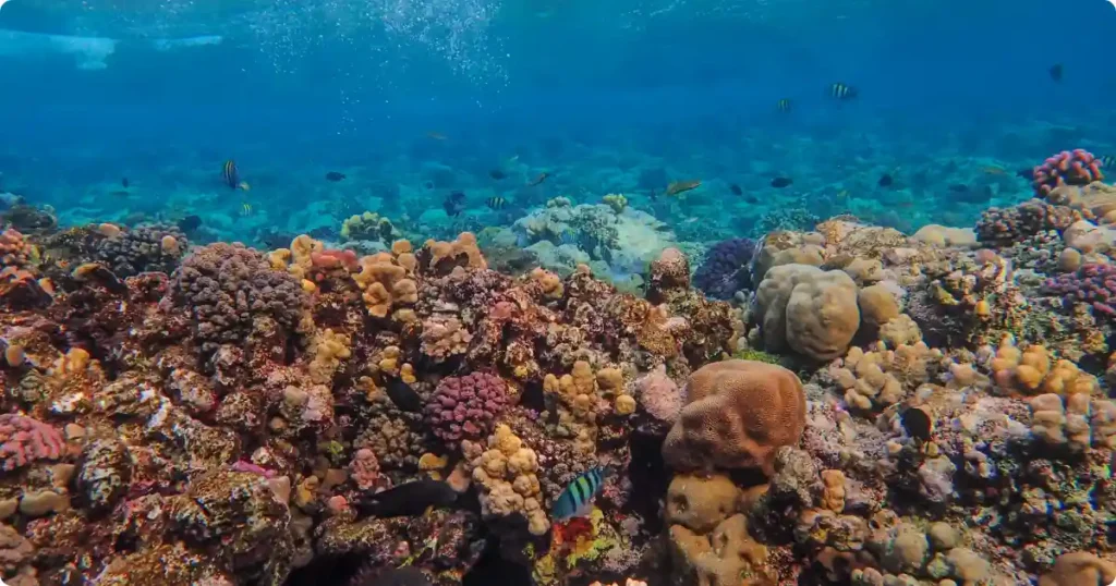 Snorkeler floating over coral reef in clear turquoise Caribbean water with sunlight filtering through