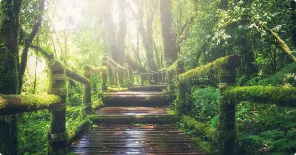 Hiker descending mossy stone trail through El Yunque tropical rainforest in Puerto Rico
