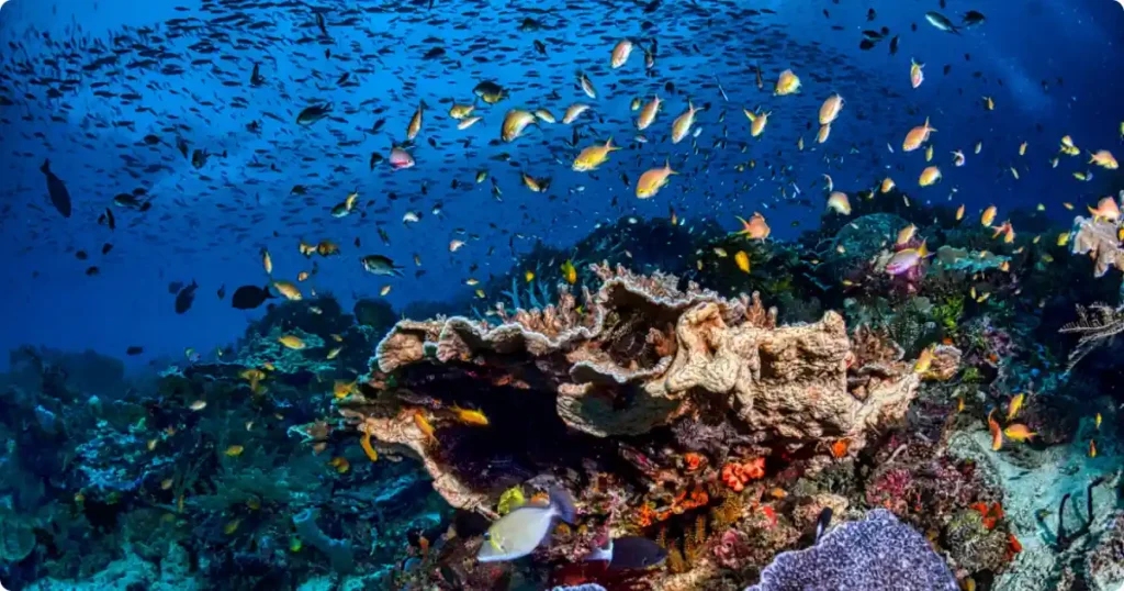 Raja Ampat Indonesia vibrant coral reef with schooling tropical fish in crystal-clear water