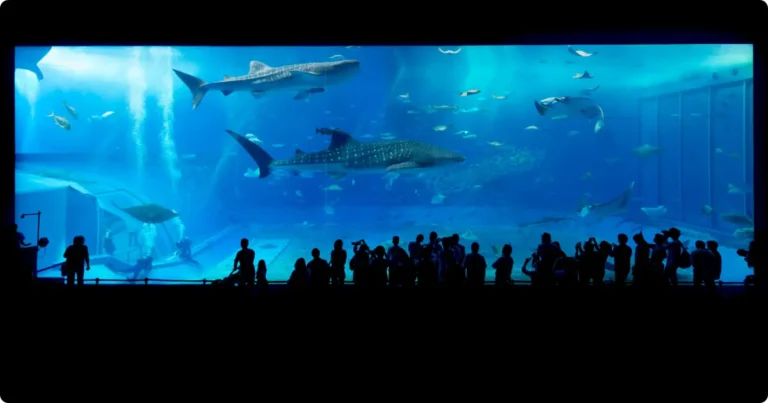 Shark cage diving Cape Town — diver inside steel cage with shark passing close in blue ocean