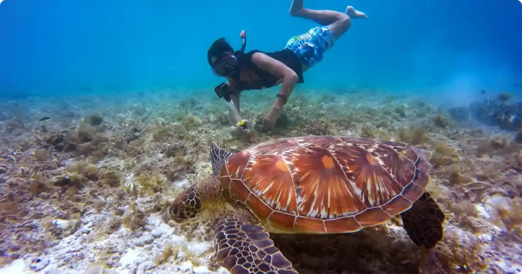  Snorkeler floating above coral reef with sea turtle in clear turquoise water Curaçao Caribbean