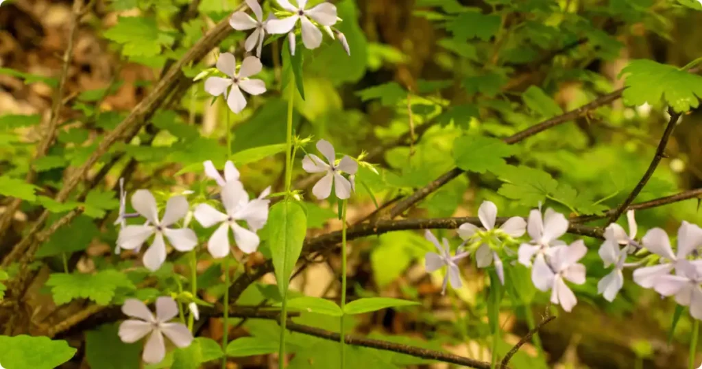 Spring wildflowers along White Oak Canyon creek trail Shenandoah National Park Virginia