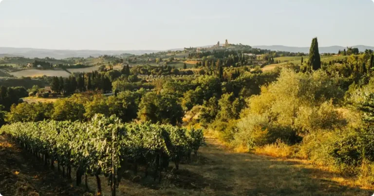 Best Wine Regions in the World: Complete Travel Guide Terraced vineyards at golden hour in one of the best wine regions in the world for travelers