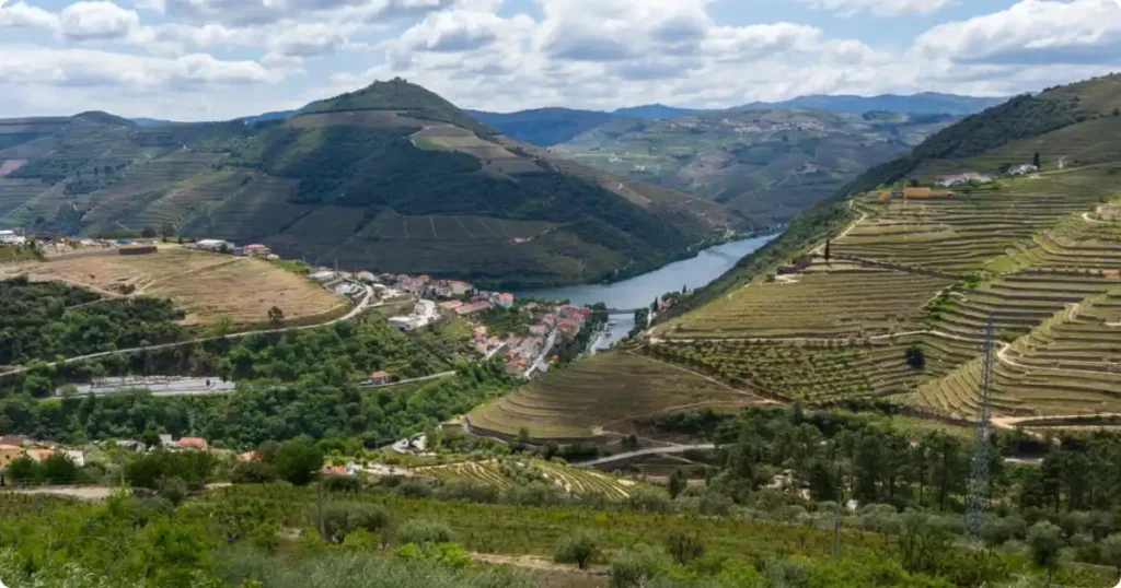 Terraced vineyards dropping to the Douro River in Portugal, a UNESCO World Heritage wine region