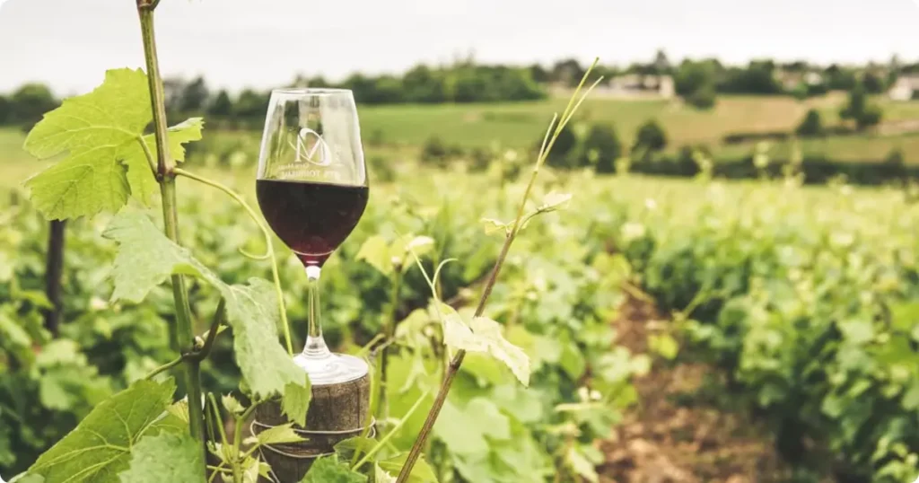 A glass of Madeira fortified wine held against a sunlit Atlantic vineyard backdrop